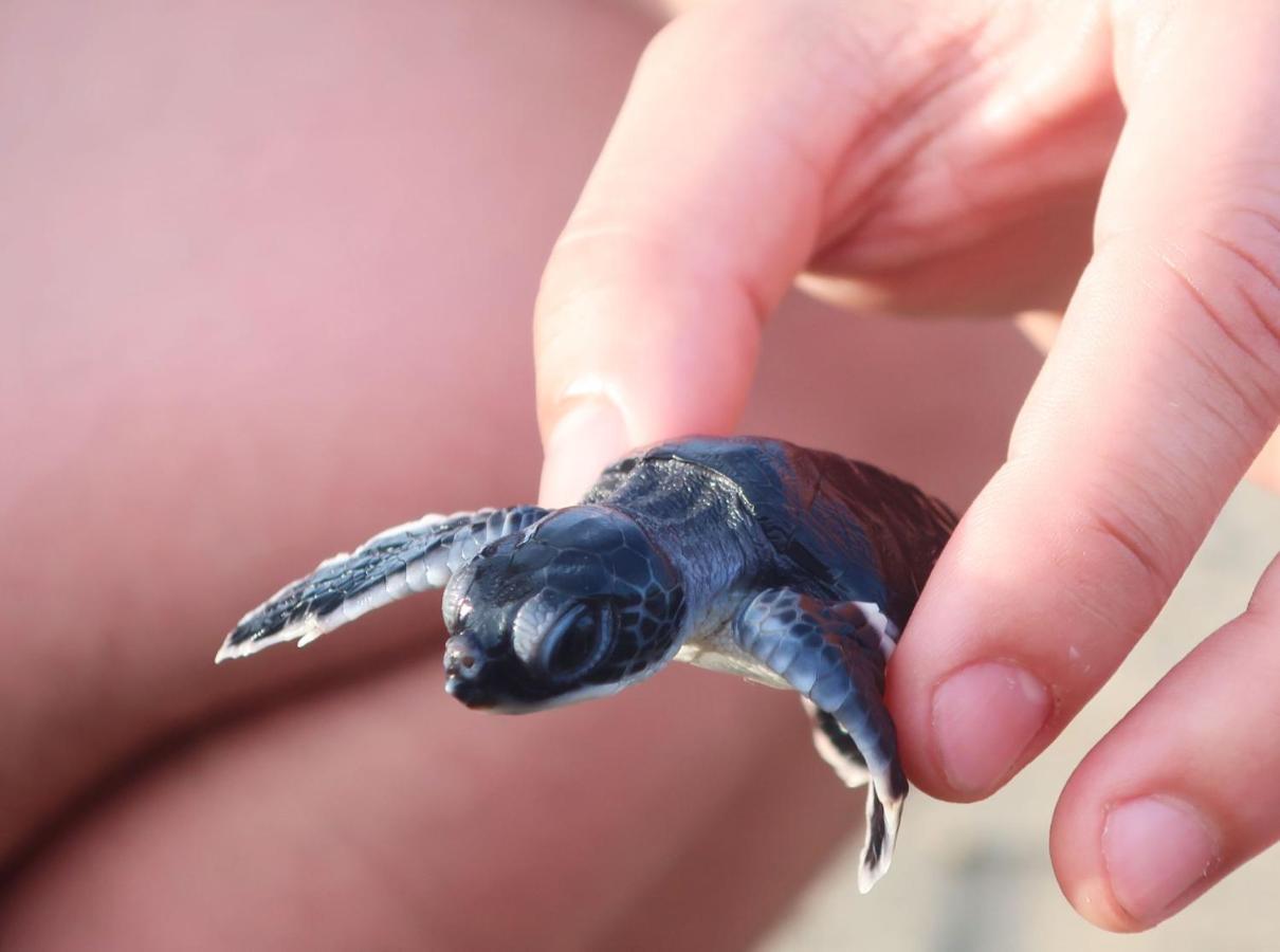 Adventure Turtle Homestay Meru Betiri Sarungan Екстер'єр фото